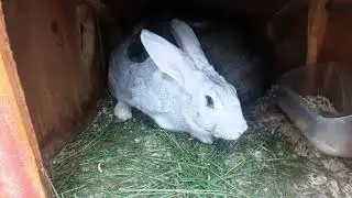 Доильный станок для коз.Кора дуба от поноса.