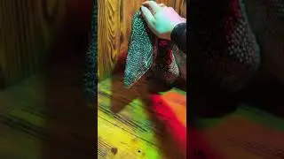 ГИГАНТСКОГО ВАРАНА купили МИЛЛИОНЕРЫ! Переезжает Тимур в Барвиху!
