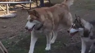 Huskys