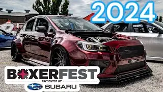 Boxerfest 2024 | Comparing WBM & Boxerfest