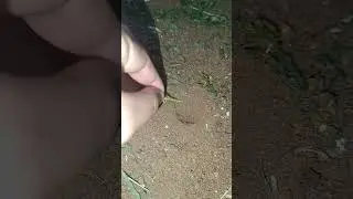 This insect makes holes in the ground and uses it to catch its prey😲 #shorts