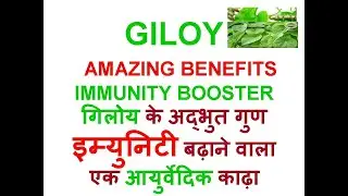 HOW TO INCREASE IMMUNITY ? GILOY EK AMRIT  IMMUNITY KO BADHAYEN..ROGO SE BACHAV KE UPAY