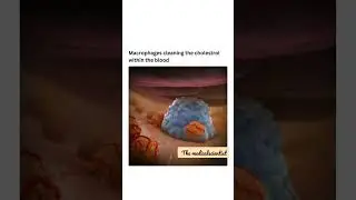 how macrophage works 🔥😎🔥. 