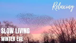 RELAXING VIDEO✨| Birds dancing during sunset | Hygge | Slow living | Meditation