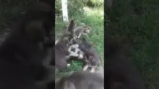 Щенки немецкой овчарки