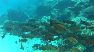 Surrounded by Fish