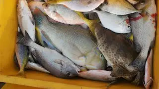 Numpang Tidur di tengah laut, Hasilnya Full 1Box Ikan