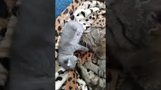 Маленький котенок играется сам с собой и с мамой кошкой