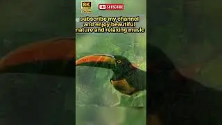 beautiful birds in tha world #shorts