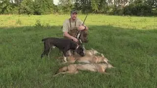 COYOTE HUNTING-- POWER OF THE DOGS!!  TRIPLE KILLED!!