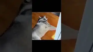 Dog Cry for heartache. #funny #highlights #youtubeshorts