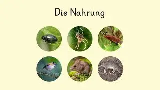 Der Igel - Überblick einfach erklärt | sofatutor