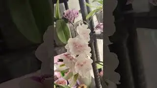 Орхидея ПОПКОРН