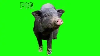 pig green screen video || CARTOON GREEN SCREEN||