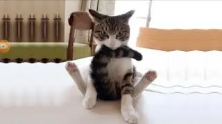 Funny Cat Video