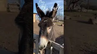 Posetili smo mesto gde je Dragče pevao čuvenu pesmu "Ružo rumena".