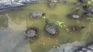 Želví koupaliště - očista a krmení.