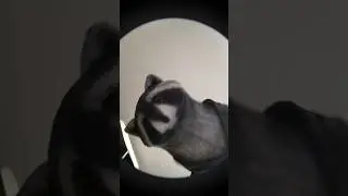Енот 