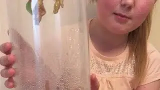 Необычные питомцы!Подарили бабочек!