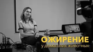 Ожирение у домашних животных