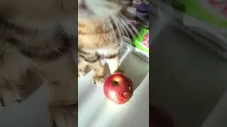 ЛУна и яблоки.