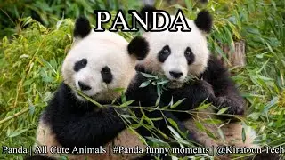 Pakis Panda | All Cute Animals | #Panda funny moments |@KiratoonWildStory​