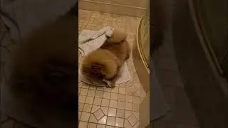 Марсель и кость. Декабрь 2021.