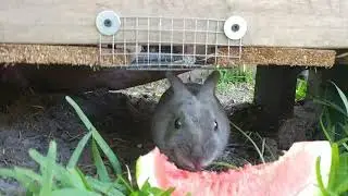 Rabbit eating watermelon.