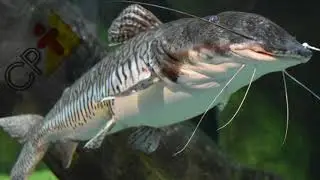 Yucumã