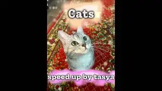 Cats\speed up by Tasya Carally-Cats speed up