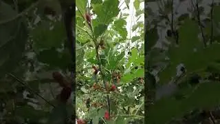 🧤Внимание! 🌳Шелковица или "тутовое дерево"#хорошовдеревнелетом #летовдеревне#шелковица