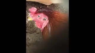 funny rooster 🐔#funnyvideo #rooster #cats #youtubeshorts #catshorts #shorts