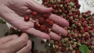 Перебираю лесную клубнику