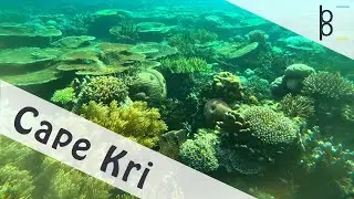 Raja Ampat Cape Kri | One Dive UNCUT