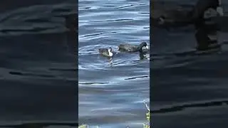 Асмр - Утренняя Ходьба 🚶 