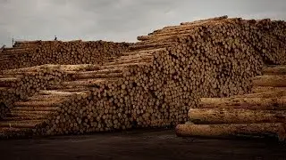 CLEAR CUT CRIMES  - documentar RISE Project