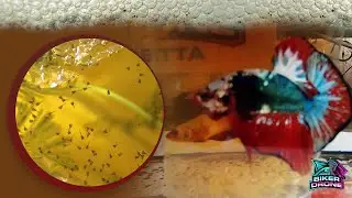 How to breed betta fish (FCCP redbase)