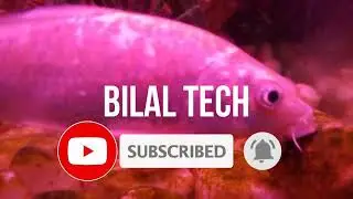 Beautifull Fishs