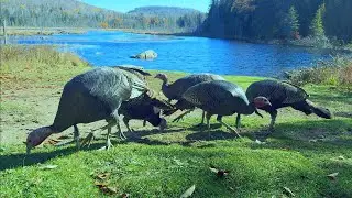 Ducks Stay Home for Lunch 🌽🦃