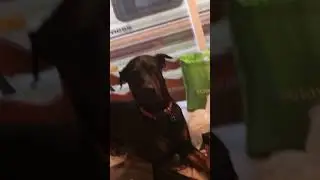 Scared Doberman jumps on Kitchen Table