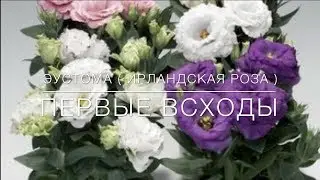 ЭУСТОМА ( Ирландская Роза) . Первые Всходы