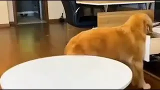 Кто кого дрессирует
