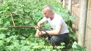 новый рецепт доктора Попова