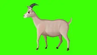 Goat animation green screen, 2D Goat animation green screen video