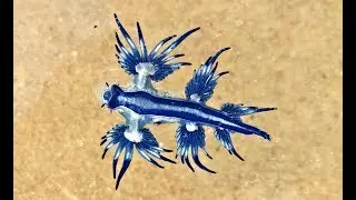 Blue Sea slug: Glaucus Atlanticus, Australia (unedited)
