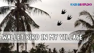 the atmosphere of the wallet bird in my village