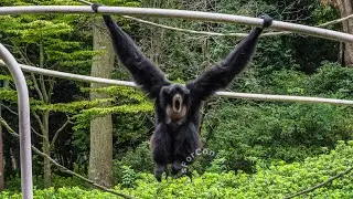 Pairing of Siamang Gibbons: Does he know how to?｜Great Call｜CHIBA ZOO｜フクロテナガザルのお見合い｜鳴き声｜千葉市動物公園