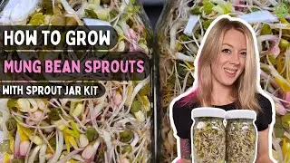 How to Grow Mung Bean Sprouts at Home — Easy Step-by-Step Guide
