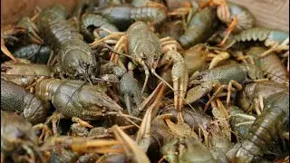 Запуск рака 🦞в придачный пруд