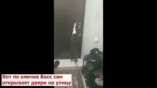 Наш кот по кличке Босс сам  открывает двери, дергая за дверную ручку)